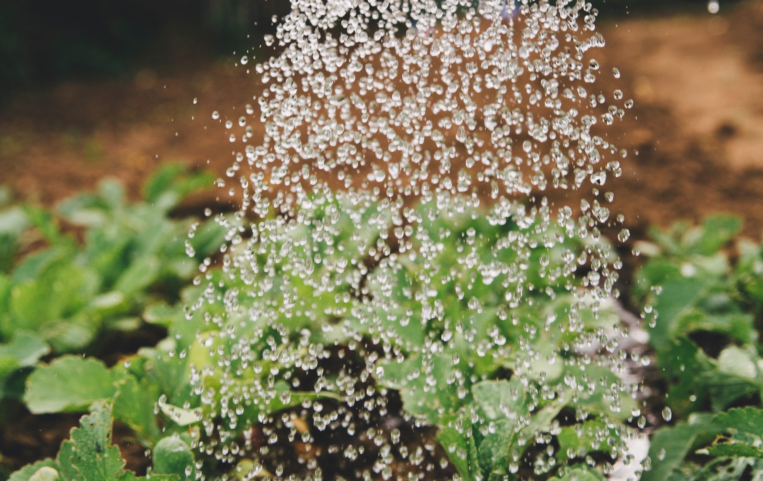 víz és növények